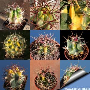 Ferocactus, hybrid,  f., variegata,