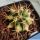 Ferocactus, hybrid,  f., variegata,