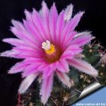 Coryphantha runyonii DJF1035.45 Starr Co, Texas.