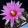 Coryphantha runyonii DJF1035.45  Starr Co, Texas.