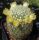 Mammillaria mieheana