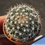 Mammillaria neopalmeri