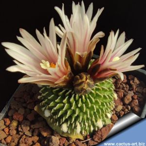 Turbinicarpus pseudopectinatus cv. BARBORA (seedlings)