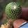 Turbinicarpus pseudopectinatus cv. BARBORA (seedlings)