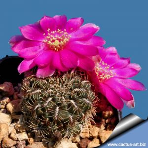 Sulcorebutia canigueralli v. applanata KP27 NE of Sucre 2897 m, dpt. Chuquisaca, Bolivia
