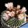 Turbinicarpus pseudopectinatus cv. BARBORA (seedlings)