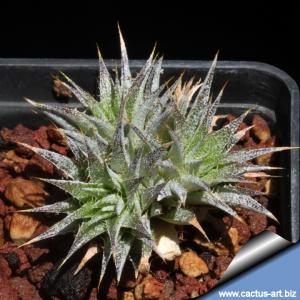 Abrometiella chloraoantha