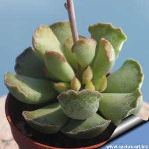 Adromischus cristatus