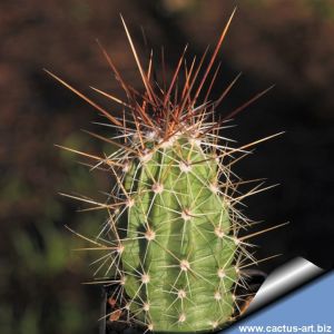 Echinocereus sarissophorus (Echinocereus enneacanthus v. sarissophorus)