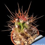 Ferocactus flavovirens FO 070