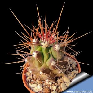 Ferocactus flavovirens FO 070