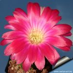 Lobivia marsoneri v. iridiscens (hybrid)