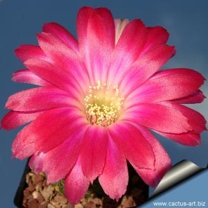 Lobivia marsoneri v. iridiscens (hybrid)