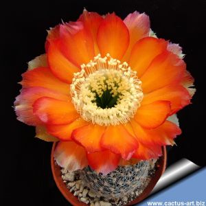 Lobivia sublimiflora KH99 North of Volcan, Jujuy, Argentina, 2100m