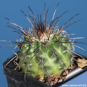 Parodia suprema