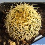 Discocactus araneispinus HU440 North of Limoeira, Sierra de Mimosa, Bahia, Brazil, 1130m