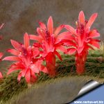 Borzicactus samaipatanus