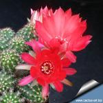 Chamaecereus hybrid (Chamaelobivia) cv. ROT- VIOLET