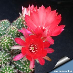 Chamaecereus hybrid (Chamaelobivia) cv. ROT- VIOLET