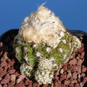 Discocactus bueneckeri