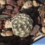 Discocactus bueneckeri