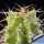 Lophocereus schottii