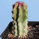 Lophocereus schottii