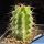 Lophocereus schottii