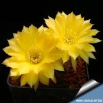Echinopsis hybrid cv. CANDLELIGHT (Schick)