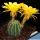 Echinopsis hybrid cv. CANDLELIGHT (Schick)