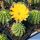 Echinopsis hybrid cv. CANDLELIGHT (Schick)