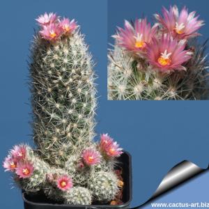Escobaria sneedii