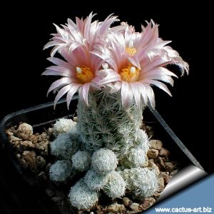 Escobaria sneedii v. leei SB397 Eddy County, New Mexico, USA