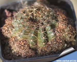 Lobivia arachnacantha hybrid (clone type 4 -RED)