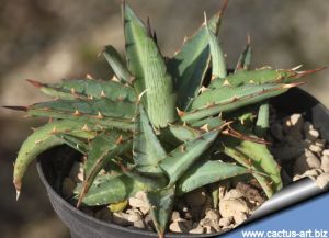 Agave poselgeri