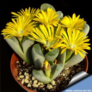 Lithops helmutii C271 15km North-East of Steinkopf, Cape Province