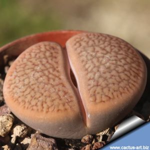 Lithops hookeri C335 (vermiculate Form) 45 km SSW of Prieska, South Africa