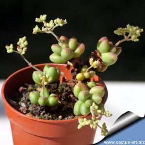 Crassula elegans v. namibiensis