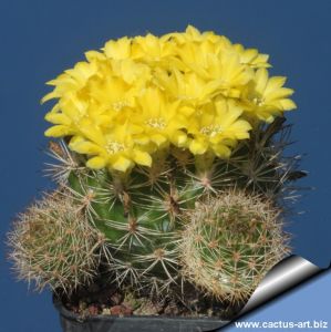 Weingartia neocumingii f. monstruosa prolifera (FREE FLOWERING)