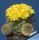 Weingartia neocumingii f. monstruosa prolifera (FREE FLOWERING)