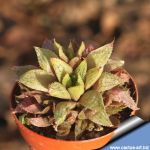 Haworthia turgida v. longibracteata