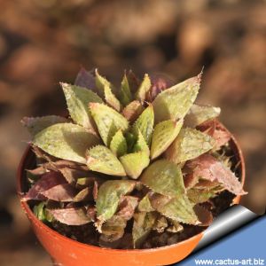 Haworthia turgida longibracteata