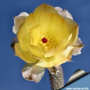 Pterocactus megliolli