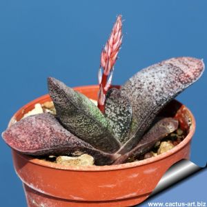 Gasteria baylissiana