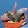 Gasteria baylissiana