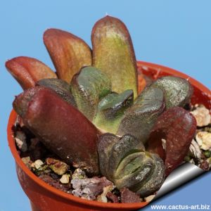 Haworthia truncata hybrid (very variable)