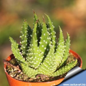 Haworthia papillosa