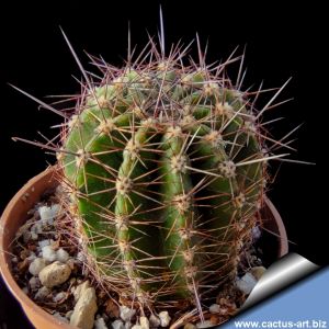 Echinopsis hybrid cerise carico ++ / bright cherry-red