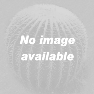 Echinopsis hybrid rosa striato +++ / pink stripped