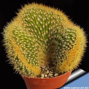 Trichocereus spachianus forma cristata